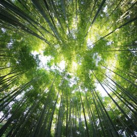 Shinrin yoku – La méditation de pleine conscience en forêt