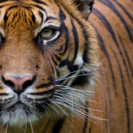 Raconte un peu pour voir…