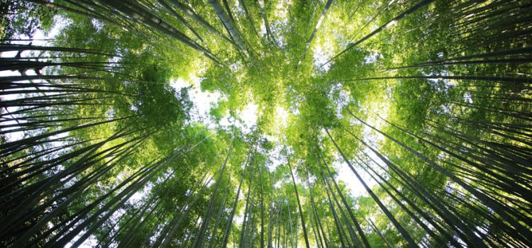 Shinrin yoku – La méditation de pleine conscience en forêt